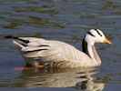 Bar-Headed Goose (WWT Slimbridge September 2013) - pic by Nigel Key